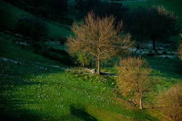 Природний Літній Ландшафт Молдови Зелене Поле Дерево Блакитне Небо Чудовий — стокове фото