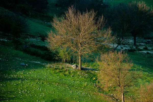 Natürliche Sommerlandschaft Moldawien Grüne Wiese Baum Und Blauer Himmel Toll — Stockfoto