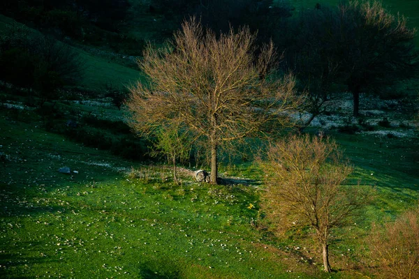 Natürliche Sommerlandschaft Moldawien Grüne Wiese Baum Und Blauer Himmel Toll — Stockfoto