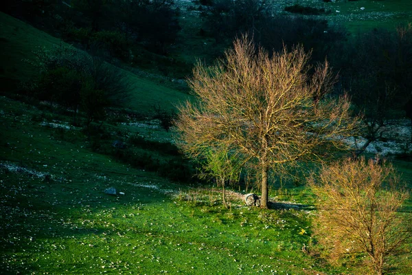 Paisagem Natural Verão Moldávia Campo Verde Árvore Céu Azul Ótimo — Fotografia de Stock