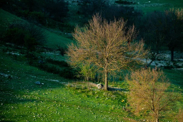 Paesaggio Estivo Naturale Moldavia Campo Verde Albero Cielo Blu Ottimo — Foto Stock