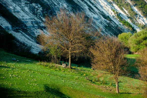 Paesaggio Estivo Naturale Moldavia Campo Verde Albero Cielo Blu Ottimo — Foto Stock