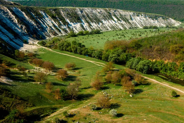 Природный Летний Пейзаж Молдовы Зеленое Поле Дерево Голубое Небо Great — стоковое фото