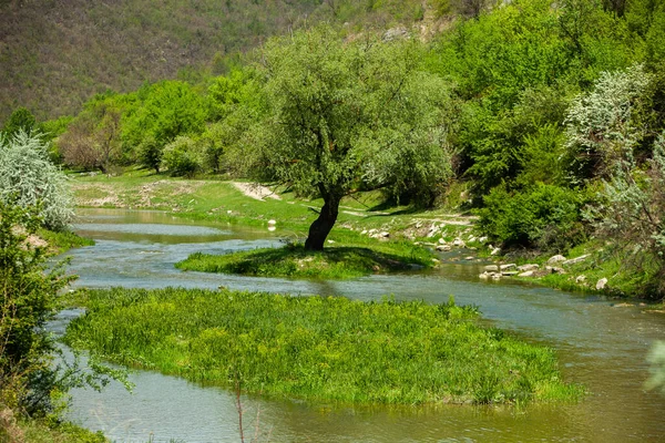 Natuurlijke Zomerlandschap Moldavië Groen Veld Boom Blauwe Lucht Geweldig Als — Stockfoto