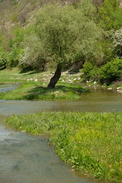 Φυσικό Καλοκαιρινό Τοπίο Στη Μολδαβία Πράσινο Πεδίο Δέντρο Και Μπλε — Φωτογραφία Αρχείου