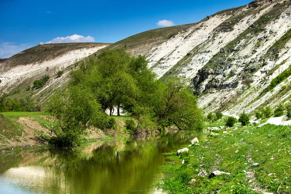 Moldova Doğal Yaz Manzarası Yeşil Alan Ağaç Mavi Gökyüzü Arka — Stok fotoğraf