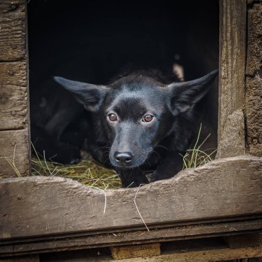 Komik siyah sokak köpeği büyük kulakları ile