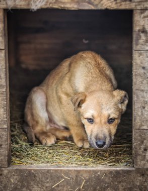 Genç bej sokak köpeği ahşap kulübe