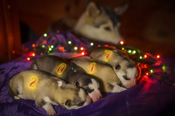 Tarjeta de Año Nuevo 2017 con cachorros recién nacidos Husky durmiendo en una cama . — Foto de Stock