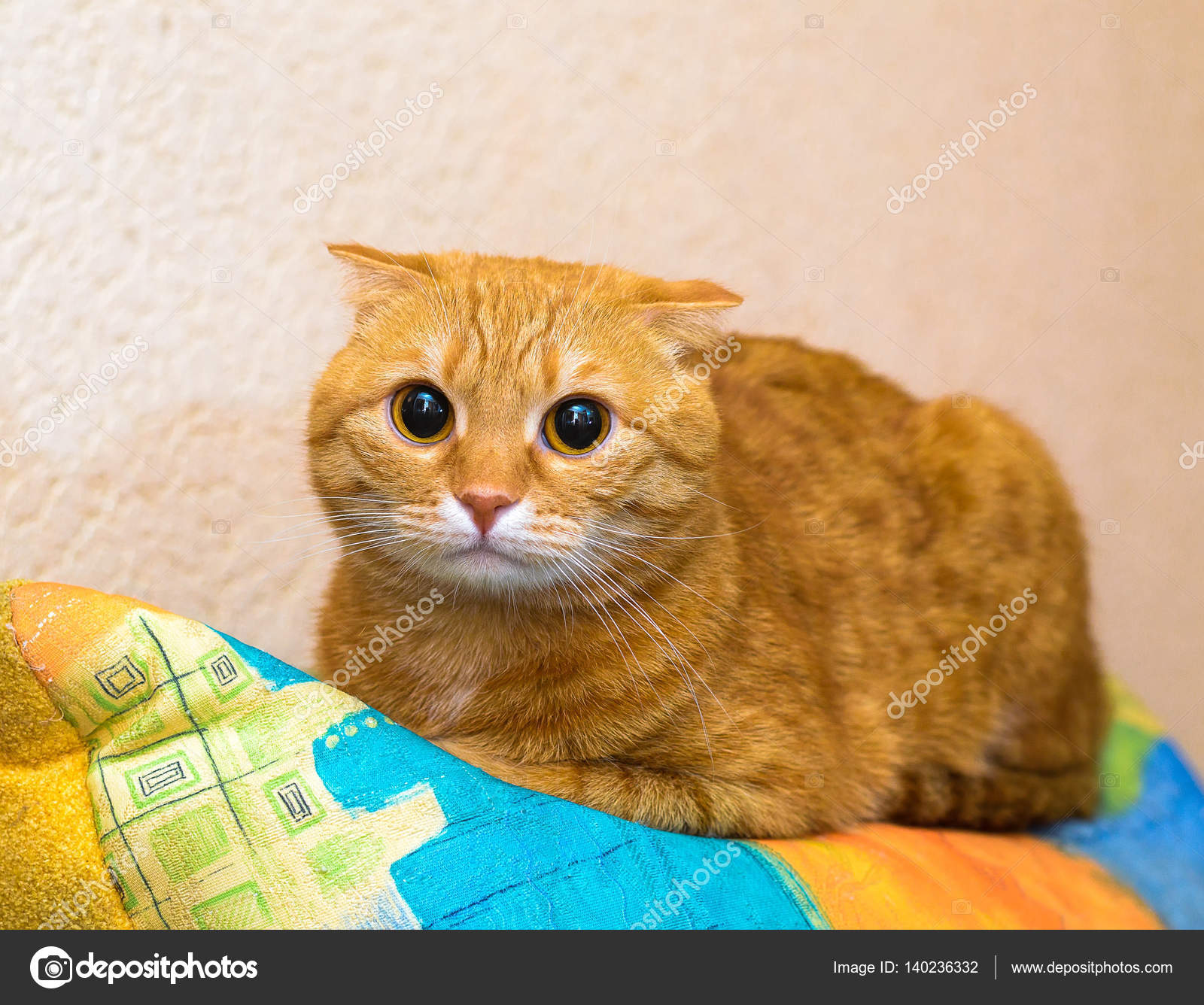 Red Cat With Folded Ears Stock Photo By C Tinkerfrost