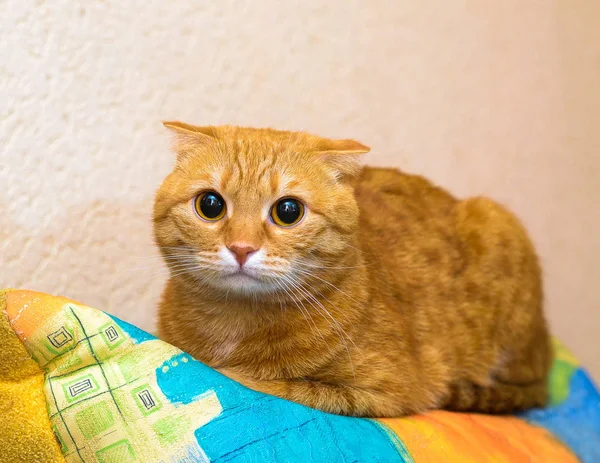 Gato vermelho com orelhas dobradas — Fotografia de Stock