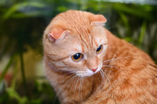 Červená scottish fold kočka na zeleném pozadí — Stock fotografie