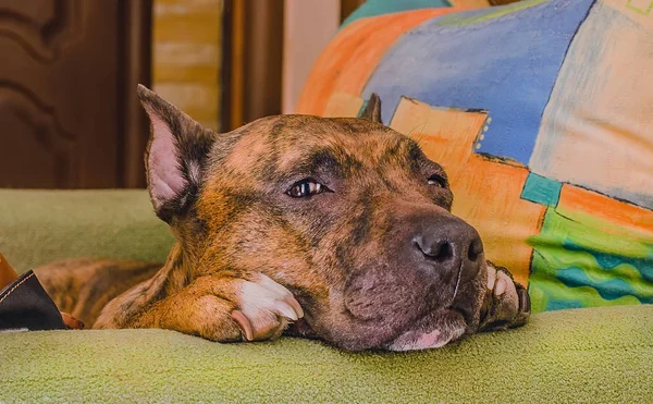 Dog lying with her head on the arm of the chair — Stock Photo, Image