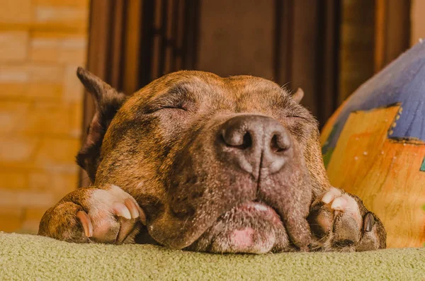 Cane sdraiato sul divano — Foto Stock