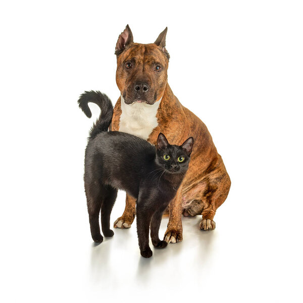 Black cat and striped pit bull