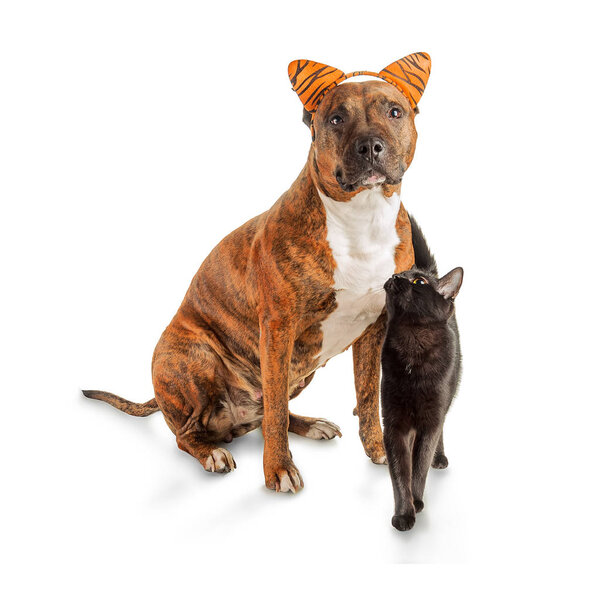 Black cat and striped pit bull