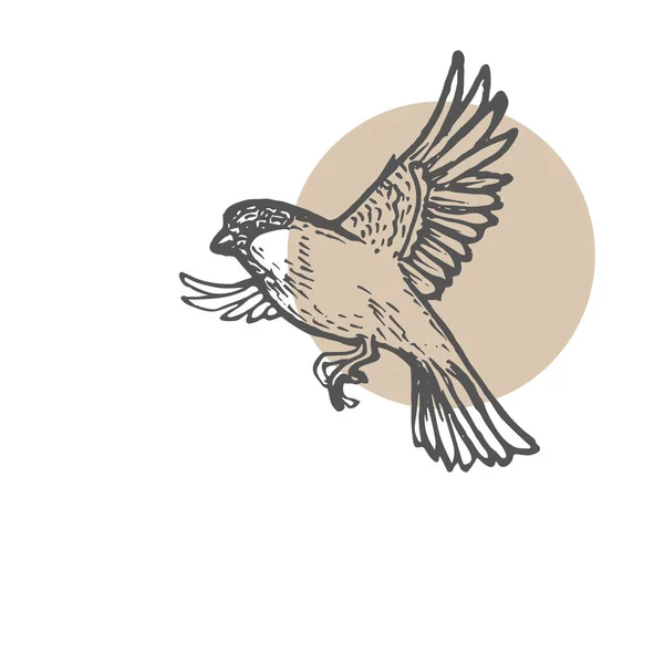 Sparrow pássaros esboço fundo. Ilustração de pintura desenhada à mão. Desenho vetorial de arte de linha . — Vetor de Stock