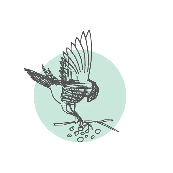 Pássaro de esboço. Ilustração vetorial — Vetor de Stock