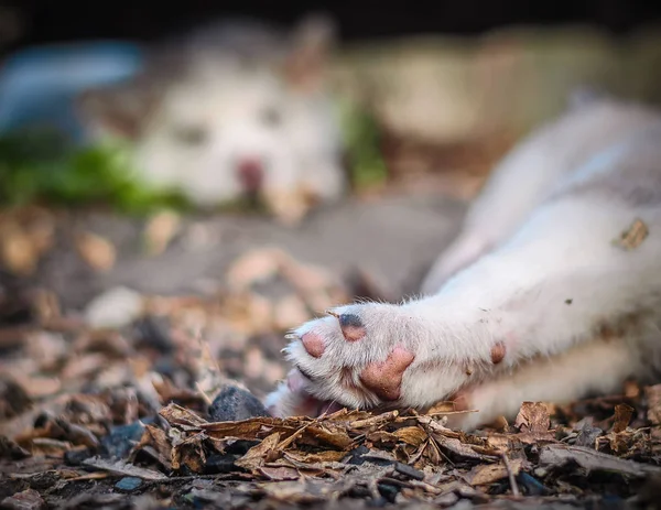 Close-up paws of a sleeping puppy in the forest — Stock Photo, Image