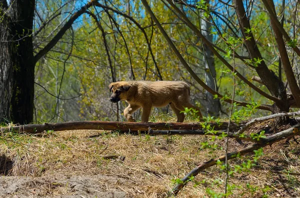 Valp av en herrelös hund bredvid ett hål i en vild park — Stockfoto