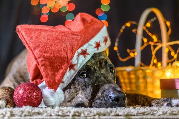 Ein roter Pitbull mit Weihnachtsmütze liegt auf dem Teppich. Neben ihm steht ein Korb mit einem leuchtenden Kranz und einer Christbaumkugel.. — Stockfoto