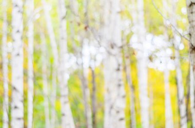 Huş ağacı ile arka plan bulanık