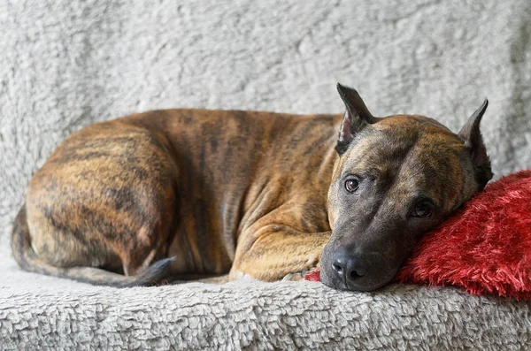 Un perro grande yace en un sofá beige suave —  Fotos de Stock