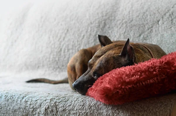 Un grosso cane sdraiato su un morbido divano beige — Foto Stock