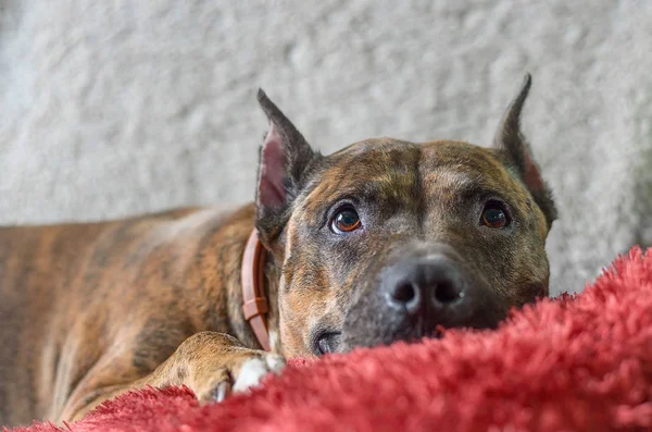 Un perro yace sobre una almohada roja esponjosa —  Fotos de Stock