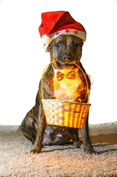 Ein roter Pitbull im Weihnachtsmannhut hält einen Korb — Stockfoto