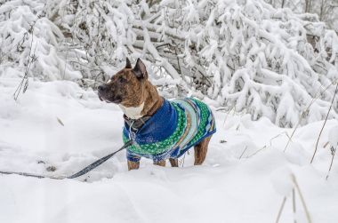 Bir yatakta kar doğada tatlı İngiliz Staffordshire boğa korkunç dışında. Kalmak sıcak soğuk kış günleri sırasında için köpek giyen kış örme yelek.