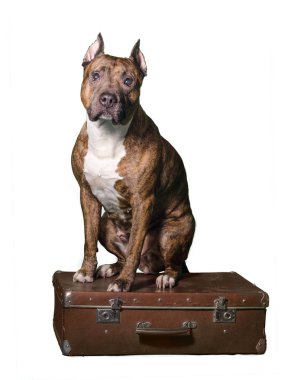 Eski kahverengi bavul üzerinde oturan kırmızı şeritli köpek. Beyaz arka plan üzerinde izole