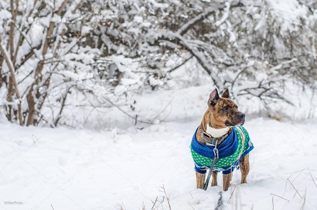Sweet English Staffordshire bull terrier outside in nature on a bed of snow. Dog wearing winter knitted vest for staying warm during the cold winter days.