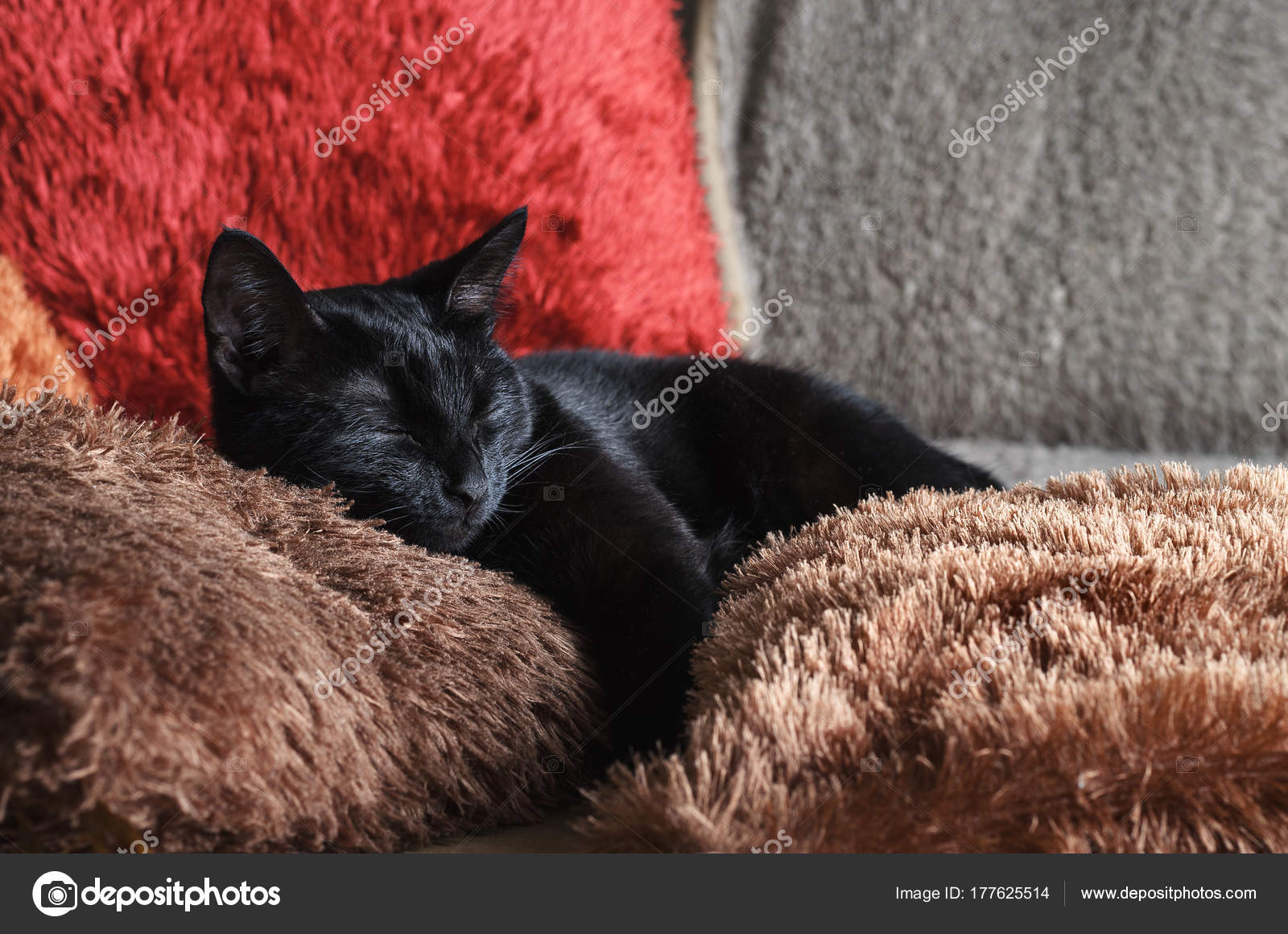 zdarma chlupatá černá kočička fotky