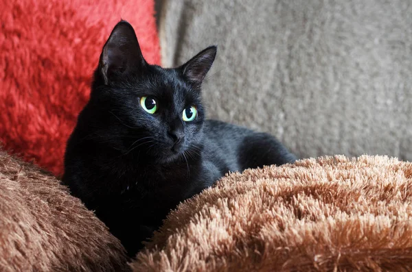 Small Black Green Eyed Cat Lies Red Brown Fluffy Pillows — Stock Photo, Image