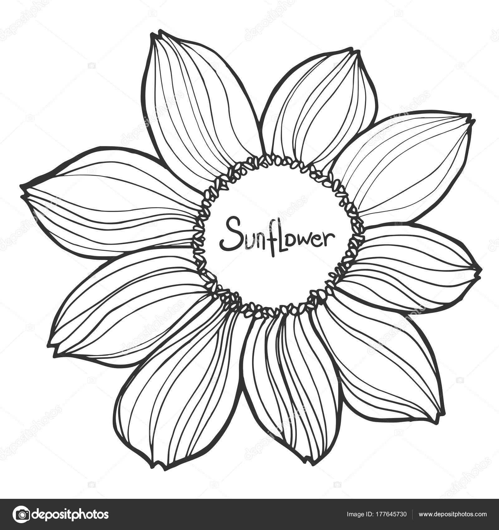 Girasol Blanco Y Negro Imagenes De Archivo Vectores Girasol Blanco