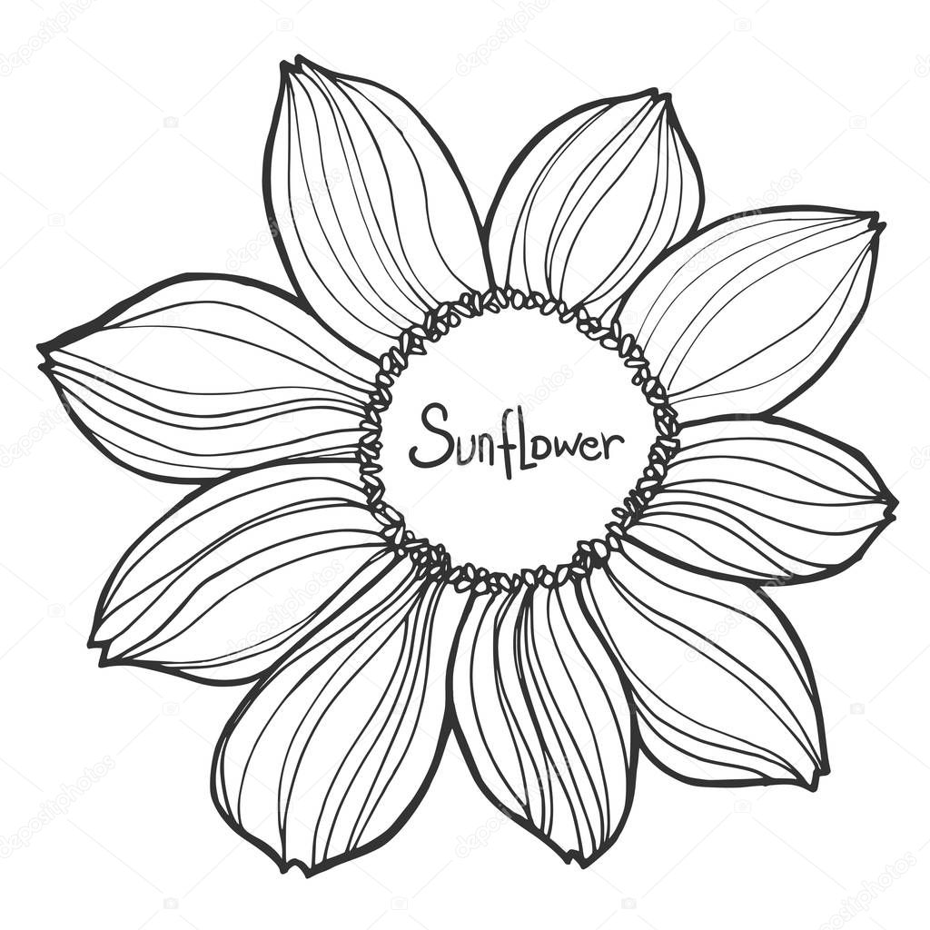 Beautiful black and white vector sunflower isolated on white background. Hand-drawn contour lines and strokes.