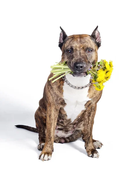 Αμερικανικό Terrier Staffordshire καφέ σκυλί με περικοπεί αυτιά ποζάρει με ένα κίτρινο πικραλίδες μπουκέτο. Απομονωθεί σε λευκό φόντο. — Φωτογραφία Αρχείου