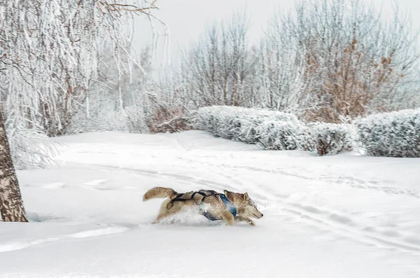 Husky hond loopt door diepe sneeuw — Stockfoto