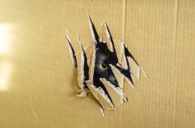 The eye of the beast, looking out of the box through a clawed hole clipart
