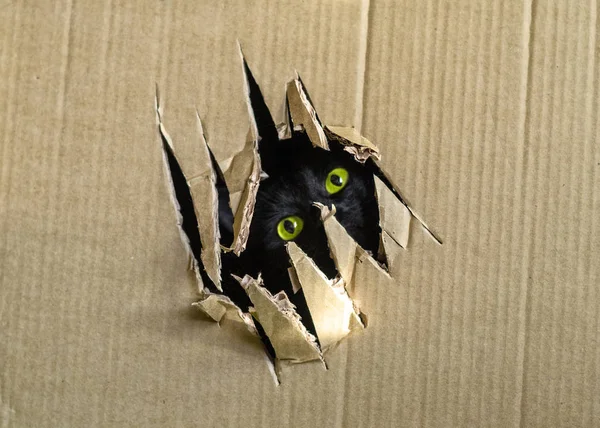 Bestia negra escapa de la caja a través de un agujero con garras — Foto de Stock