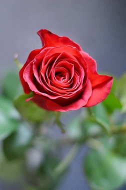 kırmızı gül. Yukarıdan görüntüleyin. Yakın çekim yaprak e arka plan