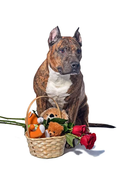 Ένα σκυλί με ένα καλάθι με cubs και κόκκινα τριαντάφυλλα. Απομονωθεί σε λευκό φόντο με σκιά — Φωτογραφία Αρχείου