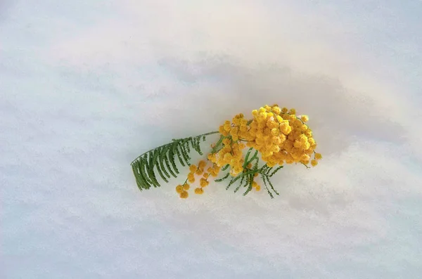 Větvička mimózy ve sněhu — Stock fotografie