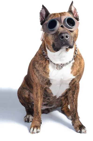 Pitbull pręgowane koloru w okulary Steampunk siedzi i wygląda ściśle do aparatu. Izolowanie na białym. — Zdjęcie stockowe