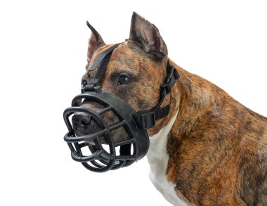 Amerikan staffordshire terrier köpek namlu üzerinde beyaz arka plan ile