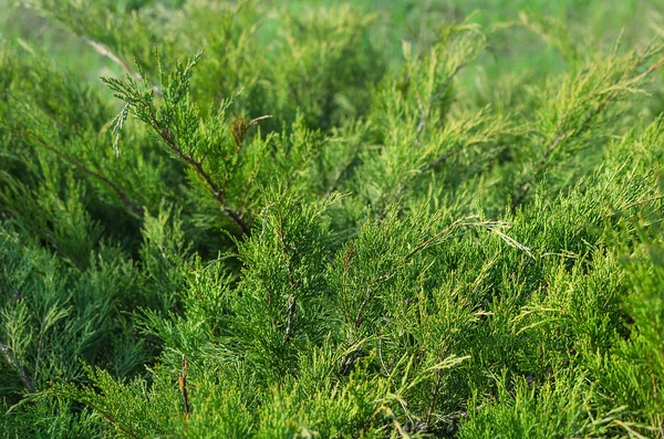 Πυκνό πράσινο φύλλωμα του θάμνου αρκεύθου savin — Φωτογραφία Αρχείου