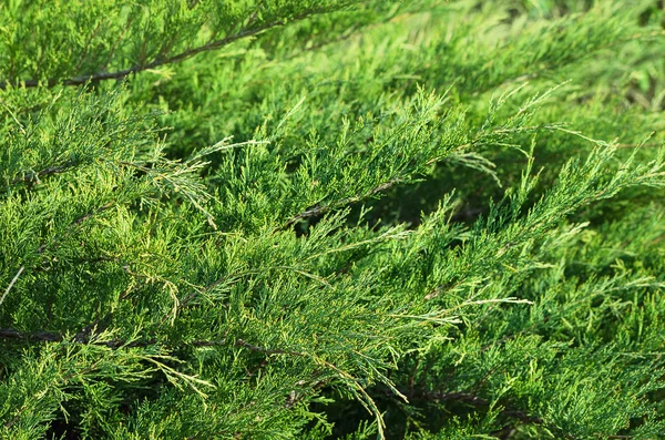 Dichte groene leafage van savin juniper struik — Stockfoto