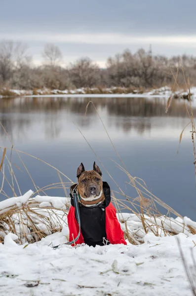 Foto van een hond - een Staffordshire terriër in rode overall in de late herfst op het meer in de sneeuw — Stockfoto