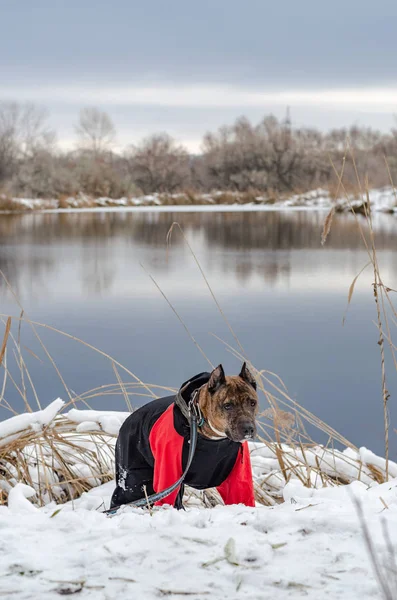 Een foto van een vriesmeer op de achtergrond waarvan staat een hond de Staffordshire Terrier in een rood jumpsuit wordt in de sneeuw gegenereerd — Stockfoto